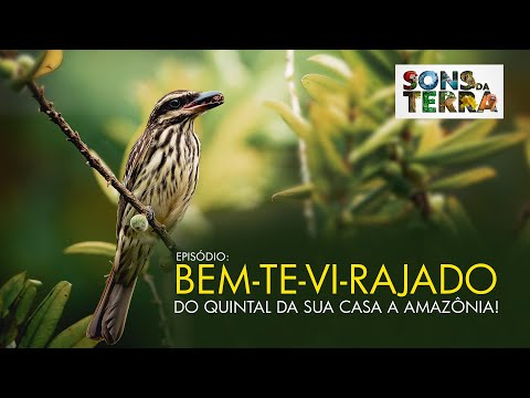 A fantástica viagem do bem-te-vi-rajado