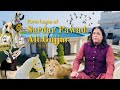 Farm House Of Sardar Fawad Ali Gujjar Full Detailed Video Pakgujjargroup Farmhouse
