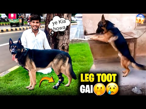 LEG🦵SY INJURED GERMAN SHEPHERD DOG TAKE IT🥹