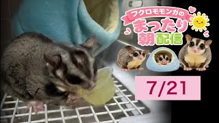フクロモモンガのまったり朝配信🐿政治界隈の日常に小さな癒やしをお届け中 #フクロモモンガ