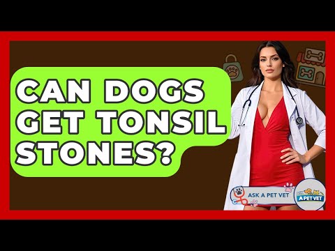 Can Dogs Get Tonsil Stones? - Ask A Pet Vet