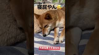 屁コキ豆柴　#shibainu #柴犬 #犬のいる暮らし #cute #おなら