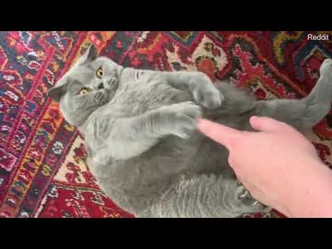 British shorthair cat with scoliosis makes the Internet swoon