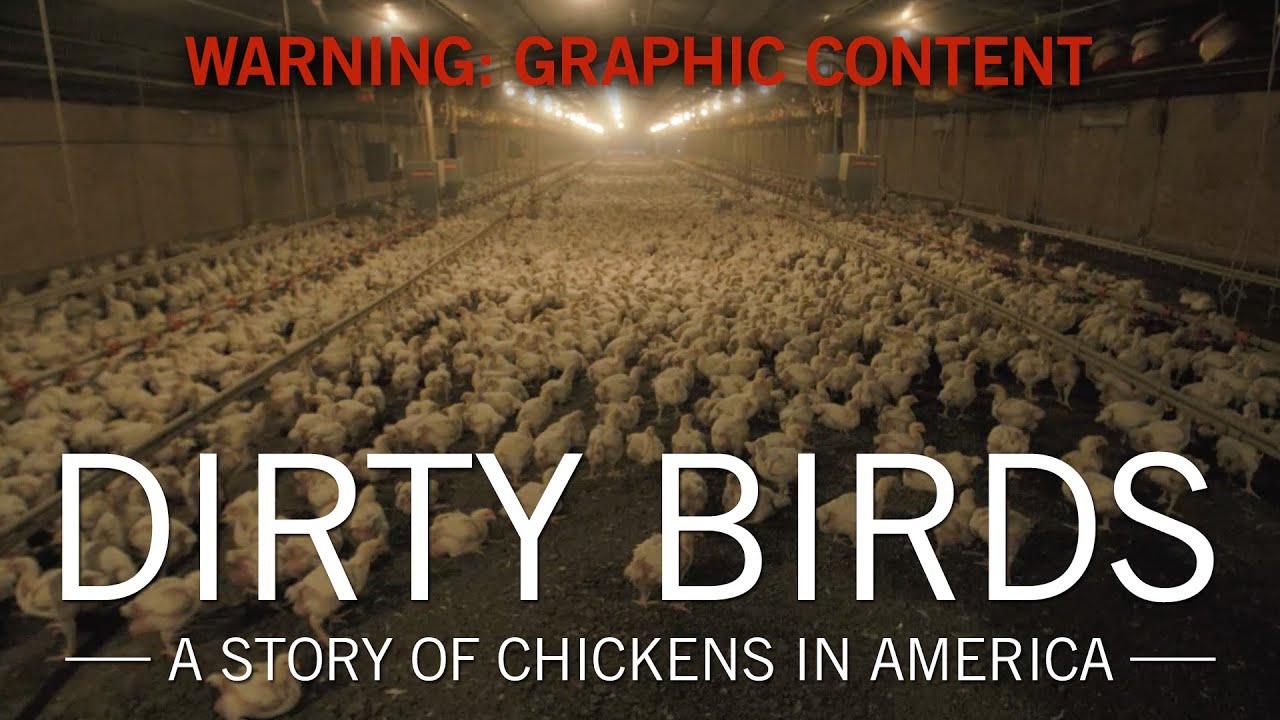Original Fare - Dirty Birds: A Story of Chickens in America | Original Fare | PBS Food