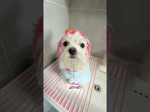 🛁🐶 أمي حولتني إلى كرة قطنية! ☁️🤍