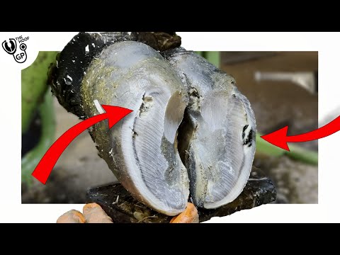 Il toro domestico arrabbiato ha una cavità piena di sporcizia