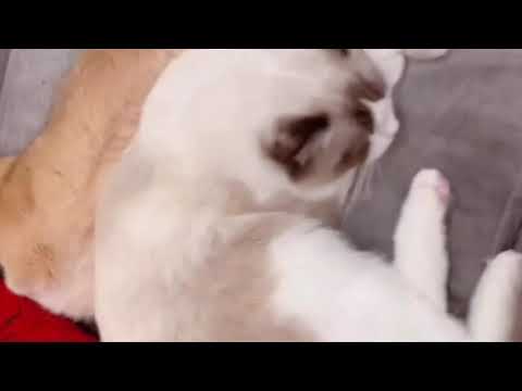 【張藝興】201027 Zhang Yixing Lay - Yixing’s tiktok update a clip Yixing’s cat LuLu & Luobo