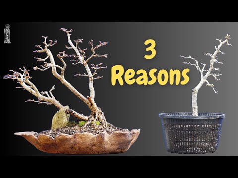 Unlock 3 Essential Reasons for Bonsai Repotting (Japanese Larch)