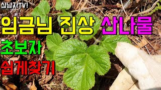 비싼 산나물 이것을 보면 꼭 채취 하세요~ 초보자 봄나물 종류 구별 산나물  어수리나물 어수리효능 먹는법 찾…