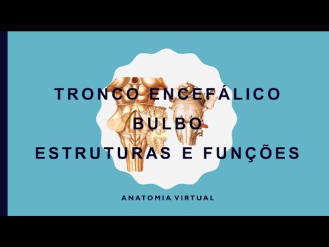 Tronco encefálico bulbo estruturas e funções1