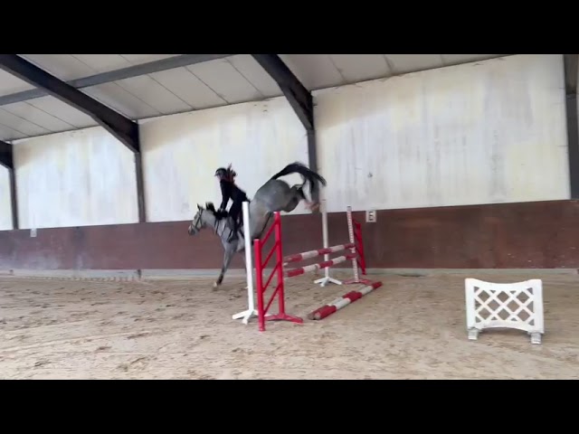 Riding and jumping movie at home Charlie G Z (Cosmos x Vigo ‘d Arsouilles).