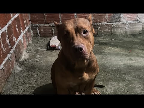 Pitbull monster nuwan #lekthebestkennel