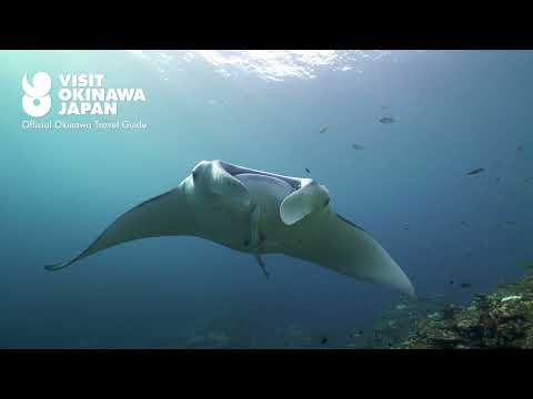 From endless seas to eternal forests, the islands of Okinawa are alive with the beauty of nature