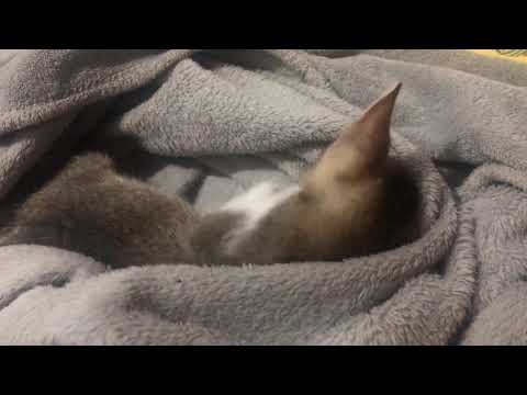 Kitten Nursing on Blanket