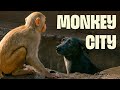 Meet India S Wildest Monkey Gang FULL DOCUMENTARY Monkey Thieves UltimateNatureDocs