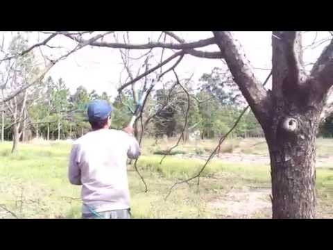 Poda con tijeras neumaticas en Nogales / Pecan - Agroimport Argentina