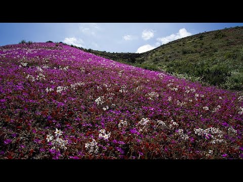 Video Thumbnail: Chiles Atacama-Wüste blüht nach seltenen Winterregen