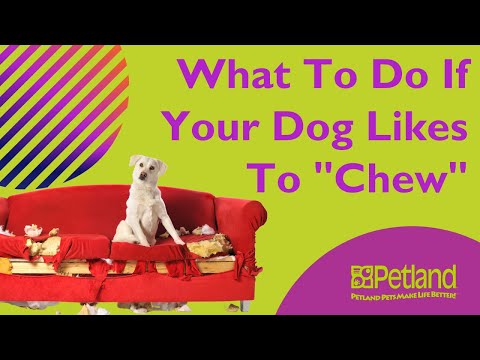 What To Do If Your Dog Likes To Chew