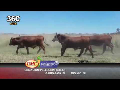 Lote 100 Novillos en Col. C. Pellegrini, Corrientes