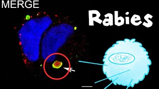【Journal Club】 Rabies steals your immune proteins and builds a factory with them!