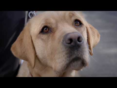 Pick of the Litter (2018) IFC Films, Documentary Movie - Trailer [HD]