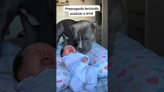 Quando o amor vira proteção. 🐶👶Um guardião de quatro patas cuidando do que há de mais precioso.