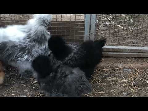 Silkie colours #silkies #pullets #Chickens