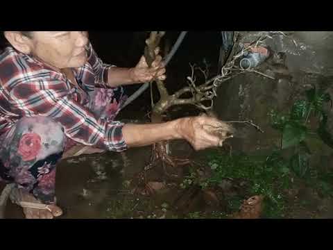 "Vệ sinh thân thể" cây mai |