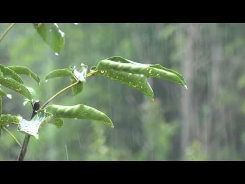 Relaxare Fără sunet ploaie Thunder și un pic de dormit Ideal intens 8 ore