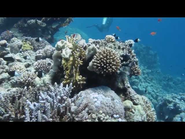 Dive the North Red Sea-Strait of Tiran-Gordon & Jackson Reef