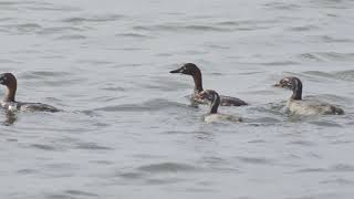 สารคดีทะเลน้อยH264 +Title