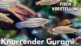Knurrender Gurami - Trichopsis vittata | Liquid Nature Fisch Vorstellung