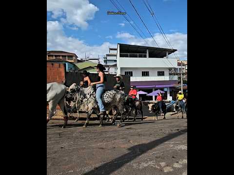 A CIDADE PAROU PRA VER BOIS DE SELA EM CARVALHOPOLIS