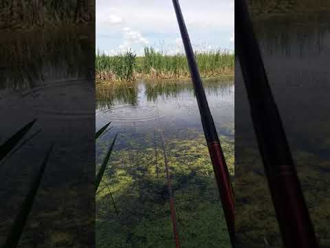 Pescuit la caras pe o balta salbatica, minunat peisajul