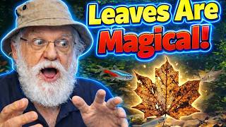 Dead Leaves Feed the Food Web | Father Fish Natural Aquarium