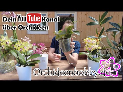 , title : 'Brauchen Orchideen durchsichtige Töpfe? - Orchideenhobby.de'