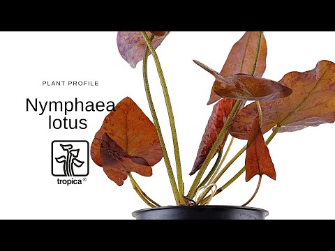 Nymphaea lotus - Red Tiger Lotus Lily