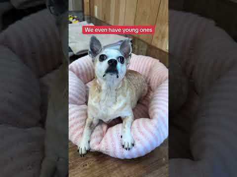 Can you help our rescue dogs⁉️🥺Link in our bio🫶 #amazon #rescuedog #chihuahua #shelter #florida