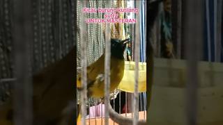 Download lagu Suara kicau burung Kutilang sutra gacor mp3