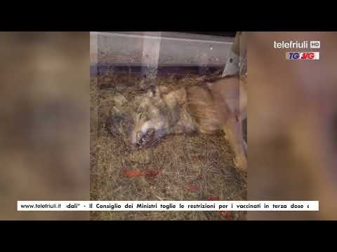 Telegiornale FVG ore 12.30 del 03 Febbraio 2022