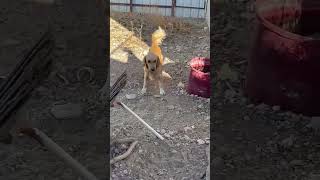 Video preview image #1 Golden Retriever-Unknown Mix Puppy For Sale in Grafton, WI, USA