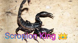 Dangerous Scropion Most Poisonous And Dangerous Scorpion | Scorpion Rahasya