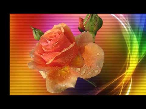 ZVONAREVIC KATARINA - JUTROS MI JE RUZA PROCVJETALA