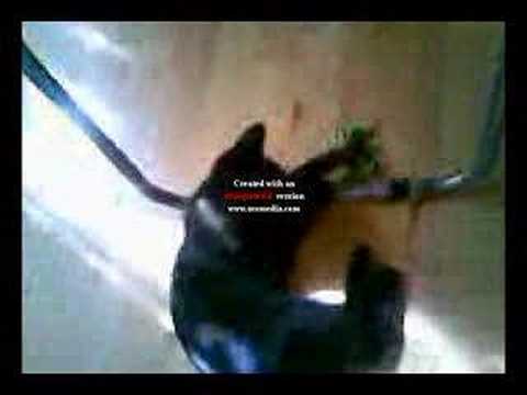 Danik - Sharik - Shurik