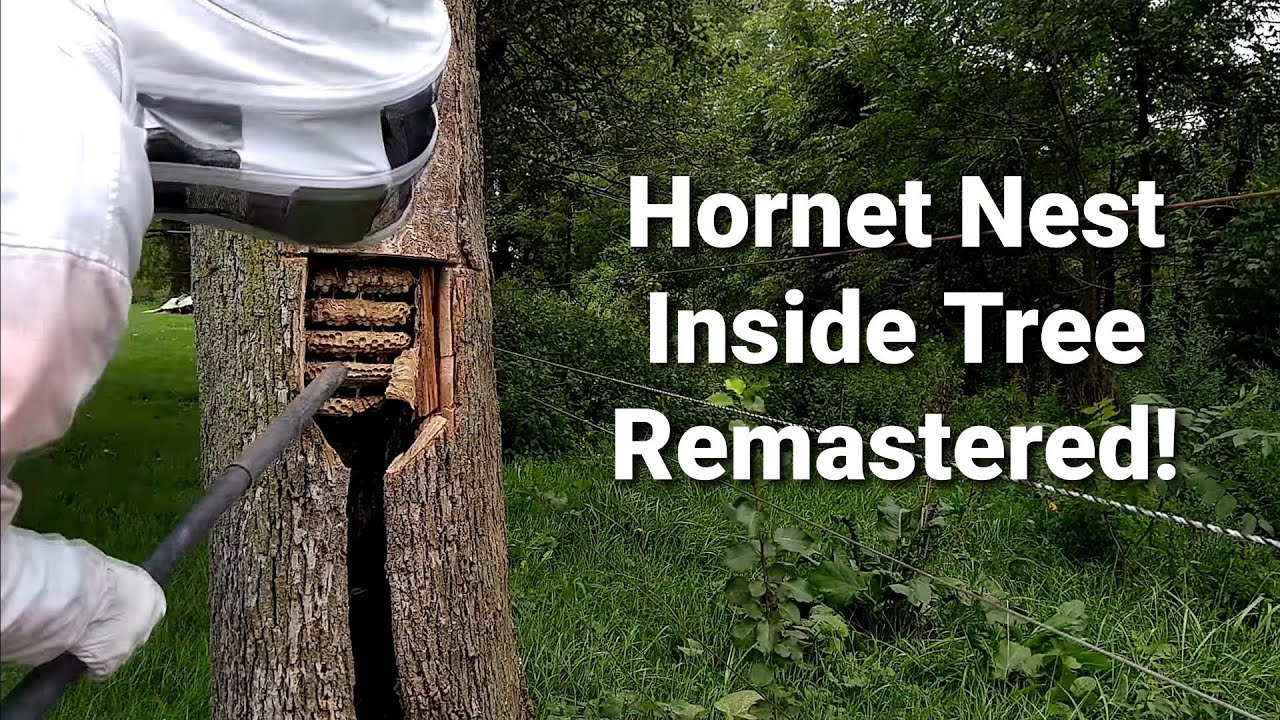 European Hornet Nest In Tree Trunk Remastered - Unseen Footage Vespa Crabro