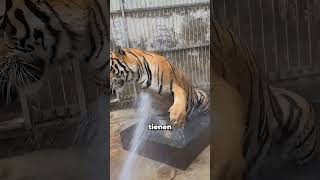 El Mejor Truco Para Bañar A Un Tigre 😮