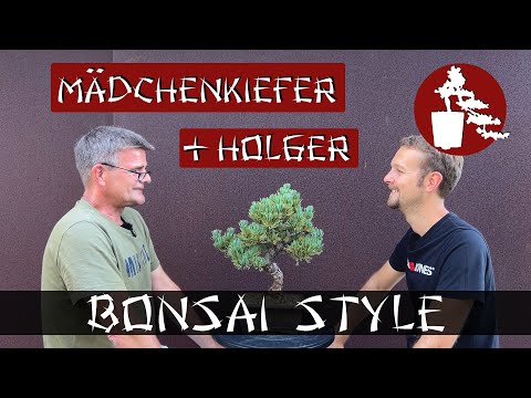Besuch von Holger | Mädchenkiefer (Pinus parviflora) | #036 Bonsai Style