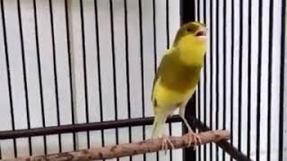 Download lagu Kicau burung kenari 🐦 mp3 Download lagu Kicau burung kenari 🐦 mp3