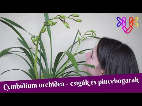, title : 'Cymbídium orchidea átvizsgálása | Csiga és pincebogár támadás'