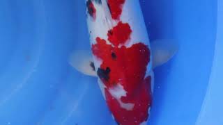 video van Showa SH-V23-01233